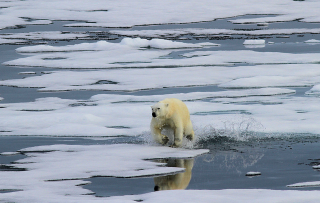Illustration for article titled As Sea Ice Shrinks, Polar Bears Are Moving Farther North